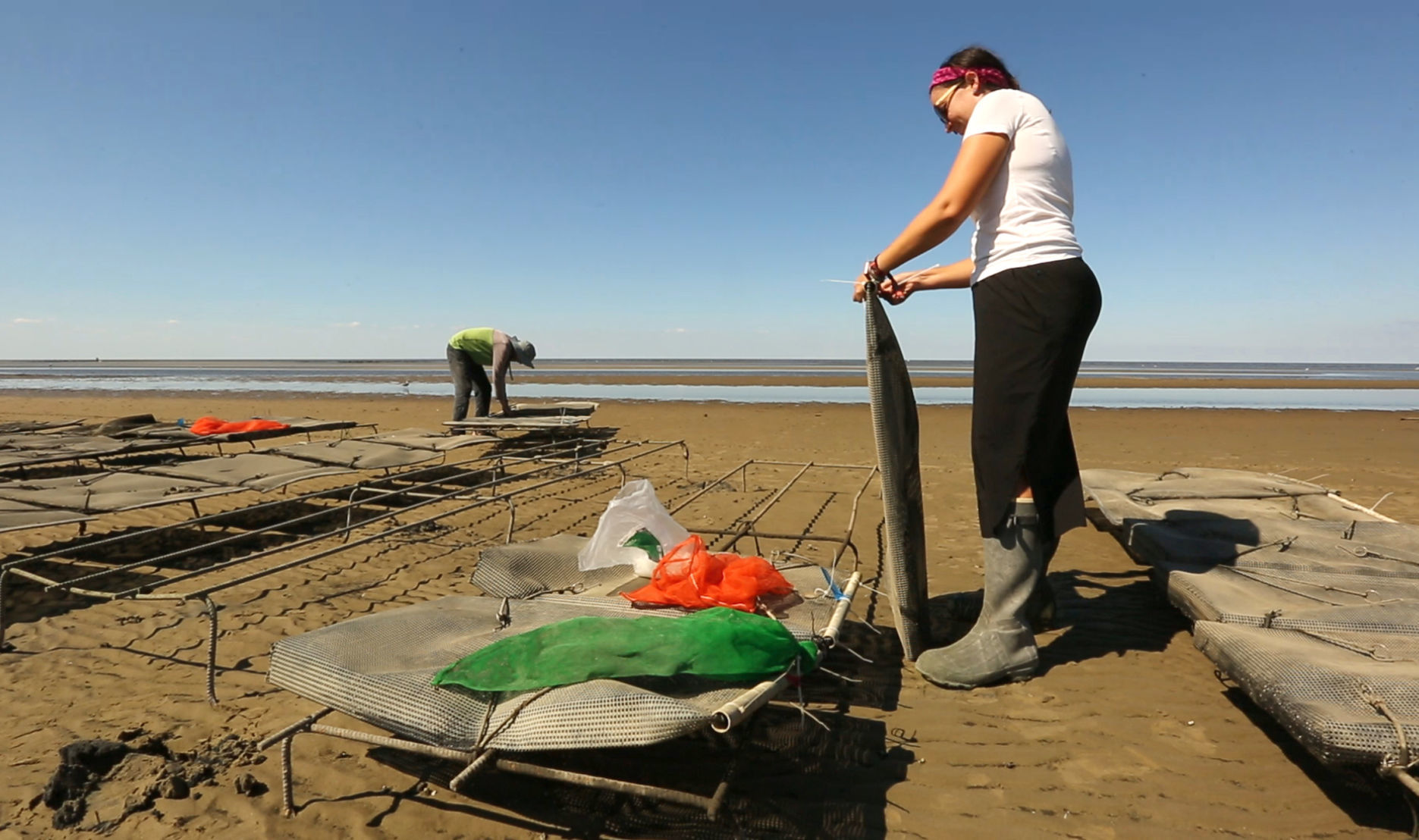 Delaware Bay Oyster Farming